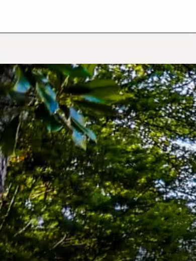 Renaissance on Peachtree website